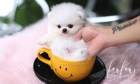 How long do teacup pomeranians live? Teacup Pomeranian