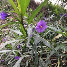 Image result for Amblygonocarpus