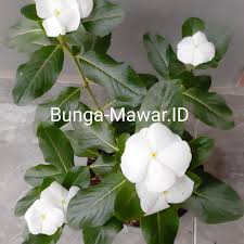 Bunga mawar hidup bibit tanaman mawar sudah berbunga (pilih warna) cashback. Jual Bibit Bunga Vinca Bandung Bibit Taman