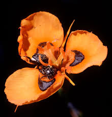 Image result for Moraea ventricosa