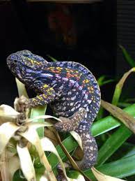 Carpet Chameleon Female Amphibians Animals Chameleon Lizard