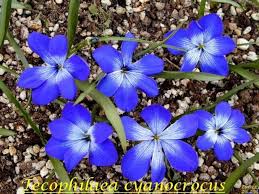 Image result for Tecophilaeaceae