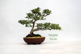 The uk's finest selection of indoor bonsai trees. Azalea Flowering Bonsai Tree Number 617 All Things Bonsai