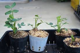 落花生 種まき 種の向き のぶさんの野菜の時間ですよ