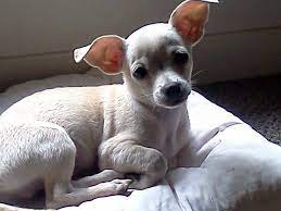 White Chihuahuas I Love My Chi