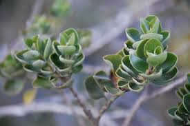 Image result for Syncolostemon flabellifolius