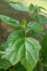 Image result for Platostoma