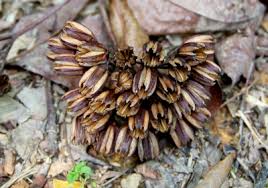 Image result for Ixonanthaceae