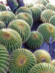 How did mesoamericans envision the cosmos? Las Aventuras Barrel Cactus