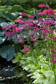 Japanese Primrose Tuin