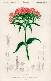Sweet William Dianthus Barbatus Illustrated By Charles Dessalines D Orbigny 1806 1876 Digitally Enhanc Dianthus Barbatus Sweet William Free Illustrations