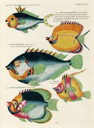 Free Public Domain Www Rawpixel Com Colourful And Surreal Illustrations Of Fishes Found In Moluccas Indonesia Fish Illustration Fish Painting Illustration