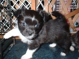 Long Hair Chihuahua For Adoption Long Hair Chihuahua Puppy For Sale Adoption From Markham Ontar Chihuahua Puppies For Sale Chihuahua Puppies Puppies For Sale