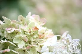 These plants do well with liquid fertilizers and those soluble in water. How To Keep Cut Hydrangeas From Wilting Stonegable