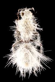 Image result for Dissotis gilgiana