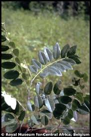 Image result for Cassia sieberiana