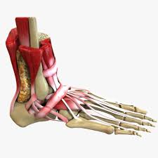 Foot Anatomy 3d Model Ad Foot Anatomy Model Foot Anatomy Anatomy Models Anatomy