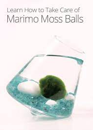 How To Take Care Of Marimo Moss Balls Marimo Moss Marimo Moss Ball Marimo