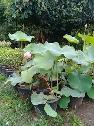 Stream bunga seroja by adikhresna from desktop or your mobile device. Jual Pohon Air Bunga Lotus Bunga Seroja Di Lapak Taman Modern Bukalapak