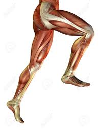 Treating an achilles tendon rupture requires surgery or. 3d Rendering Of The Male Leg Muscles Stock Photo Picture And Royalty Free Image Image 7877665