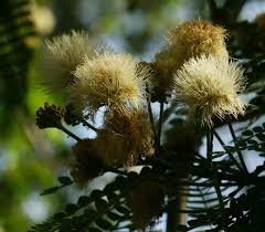 Image result for Albizia schimperiana
