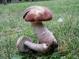 Image result for Xanthoconium separans