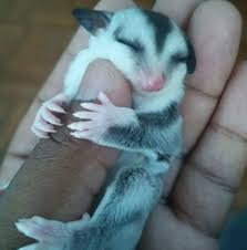 We carefully select and breed with lineage going out fifteen to twenty generations. Sarawak Pet Sugar Glider Home Facebook