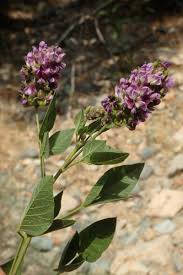 Image result for Lessertia macrostachya