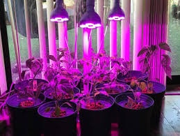 Maybe you would like to learn more about one of these? Top 5 Best Grow Light Bulbs For Growing Marijuana Indoors Reviews 2021