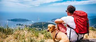 How To Travel Abroad With Your Dog Cesar S Way