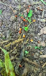 Image result for Senecio polyanthemoides