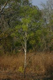 Image result for Steganotaenia