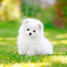 Teacup or tiny toy poodle: Teacup Dogs For Tiny Canine Lovers