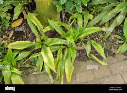 Image result for Chlorophytum macrophyllum