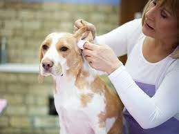 How To Clean Your Dog S Ears At Home