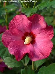 Image result for Hibiscus subreniformis