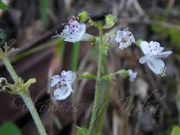 Image result for Isodon