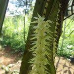 Image result for Diaphananthe fragrantissima