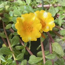 Image result for Portulaca
