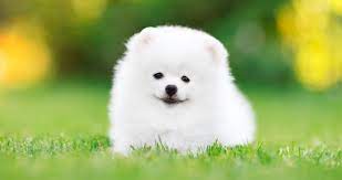 Maybe you would like to learn more about one of these? Pomeranian Puppies For Sale Puppies Sale In Singapore Petshop 700 Facebook Reviews