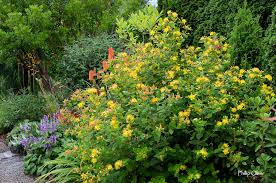 Image result for Hypericum