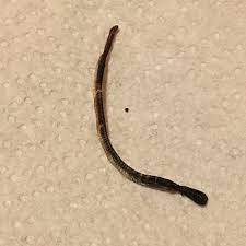 The cool, moist atmosphere in basements provides the perfect mold grows in basements that are poorly ventilated or have leaks that trap water and moisture in the room. Worm Like Creatures Dead In Basement Room