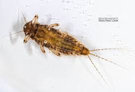 Image result for Melinis effusa