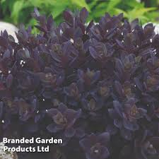 Sedum Sunsparkler Plum Dazzled 30mm ...