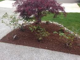 Japanese maple tree at the japanese garden in portland, oregon. Roses Near Dwarf Japanese Maple