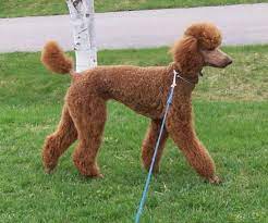 Pin On Poodle Cuts