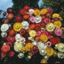 Helichrysum Kingsize Mixed Seeds From Mr Fothergill S Seeds And Plants