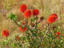 Image result for Greyia