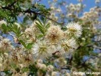 Image result for Rhigozum zambesiacum