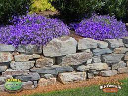 Check spelling or type a new query. Stepables Com Plants That Tolerate Foot Traffic